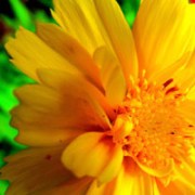 sweetmarimari-200x200new