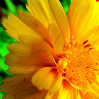 Mari's trademark yellow flower.