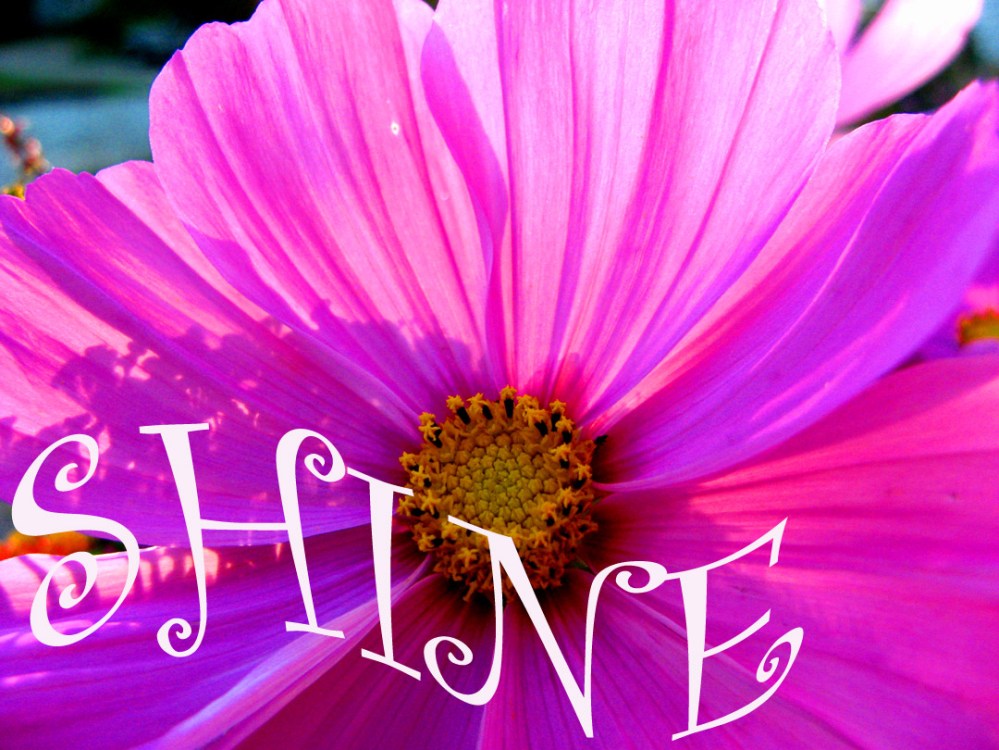 Cosmos marimari copy