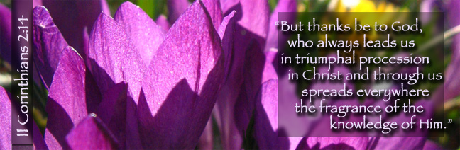 II Corinthians 2:14 with purple crocuses in the sun